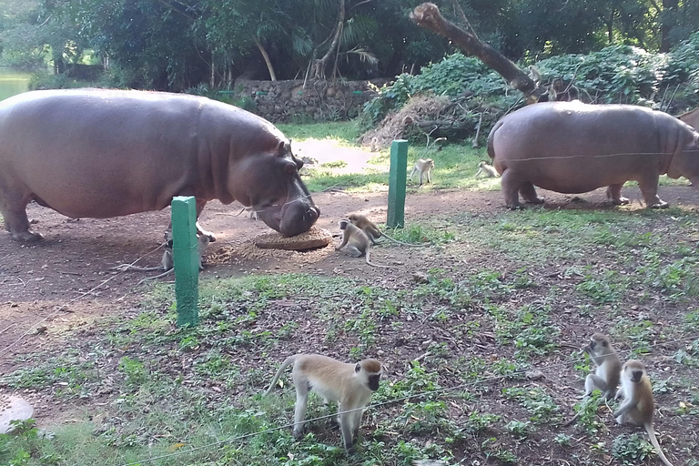 Mombasa:Kundservice Hotellbokning,Game drive,Stadsvandring