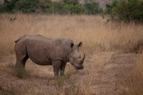 Arusha : 6 jours de safari sauvage en camping et expérience au Kilimandjaro