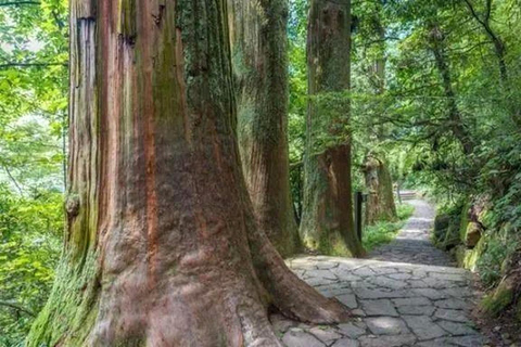 Shanghai: Tianmu Mountain Ancient Forest Private Day Trip