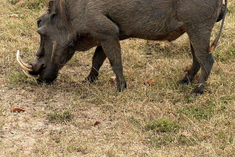 Nairobi: 3-Day epic trip to Maasai Mara Reserve with meals 3 days, 2 nights private safari to Mara in a tourist VAN