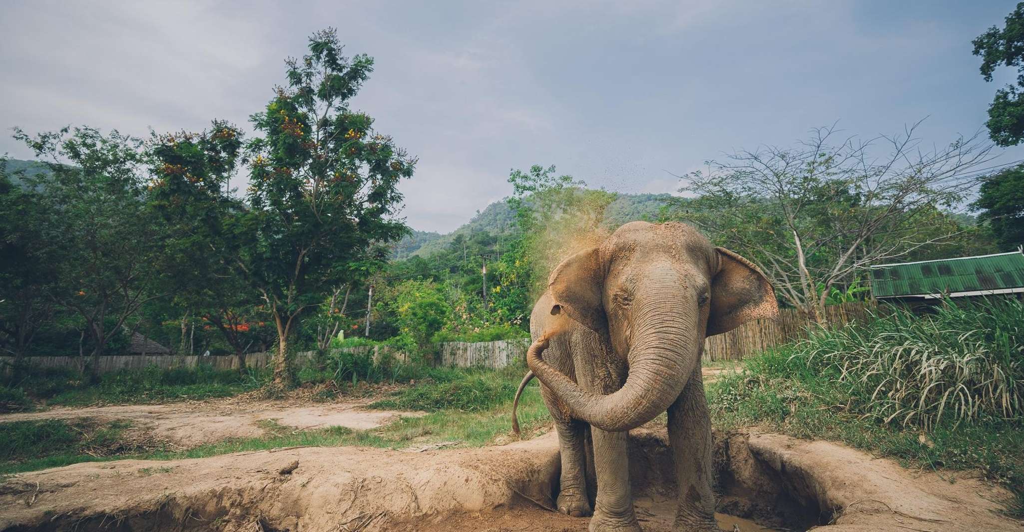 Koh Samui, Elephant Kingdom Sanctuary Half-Day Tour - Housity