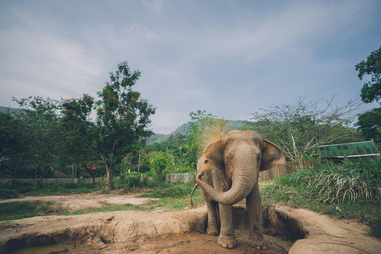 Koh Samui: Elephant Kingdom Sanctuary Half-Day Tour