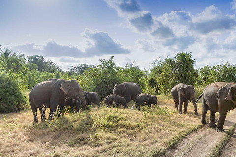 Sri Lanka: Excursão de luxo de 6 dias em lua de mel