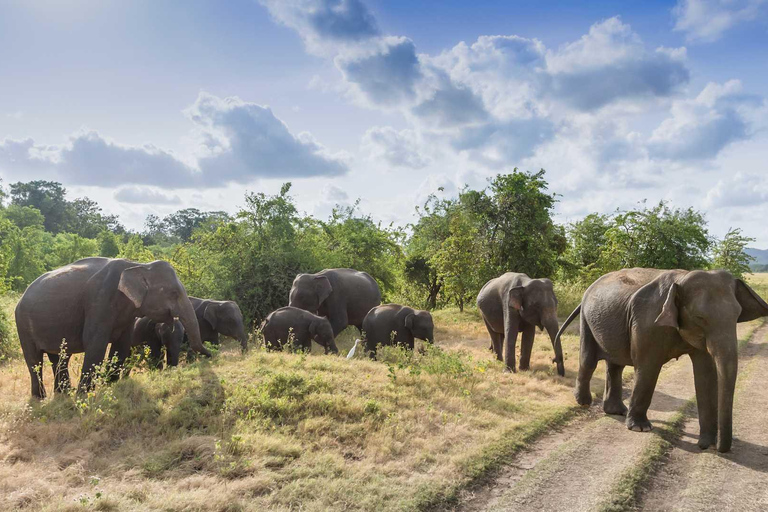 Sri Lanka: Excursão de luxo de 6 dias em lua de mel