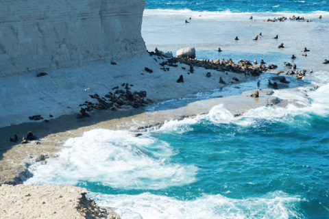 Peninsula Valdés: Landausflug für Kreuzfahrtpassagiere