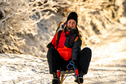 Unterseen: Nachtelijk sleeën en fonduefeestpakketUnterseen: Pakket met nachtsleeën en fonduefeest