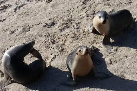 Adelaide: 2-Day Kangaroo Island Tour with Meals & Hotel