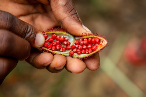 Zanzibar: The Ultimate Spice Farm Experience