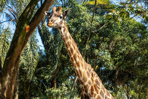 São Paulo: Simba Safari Entry Ticket