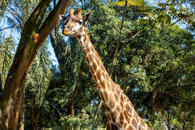 São Paulo: Simba Safari Entry Ticket