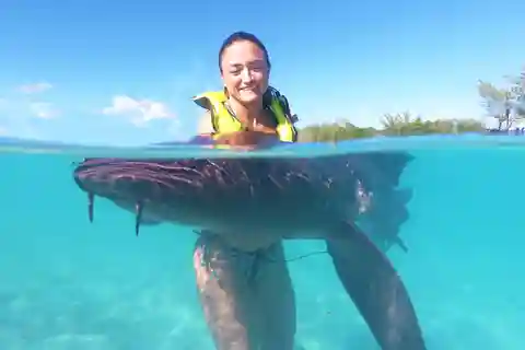 Nassau: Swim with Sharks and Feed the Swimming Pigs Tour