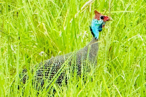 from Zanzibar: 3-Days Mikumi national park Safari with Train