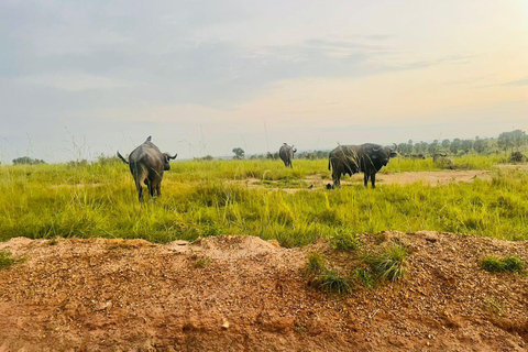 Uganda: 3-Day Murchison Falls & Kibale Chimpanzee Trekking