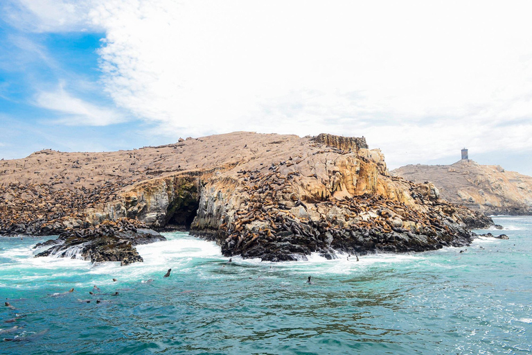 Swim with sealion on Palomino Island