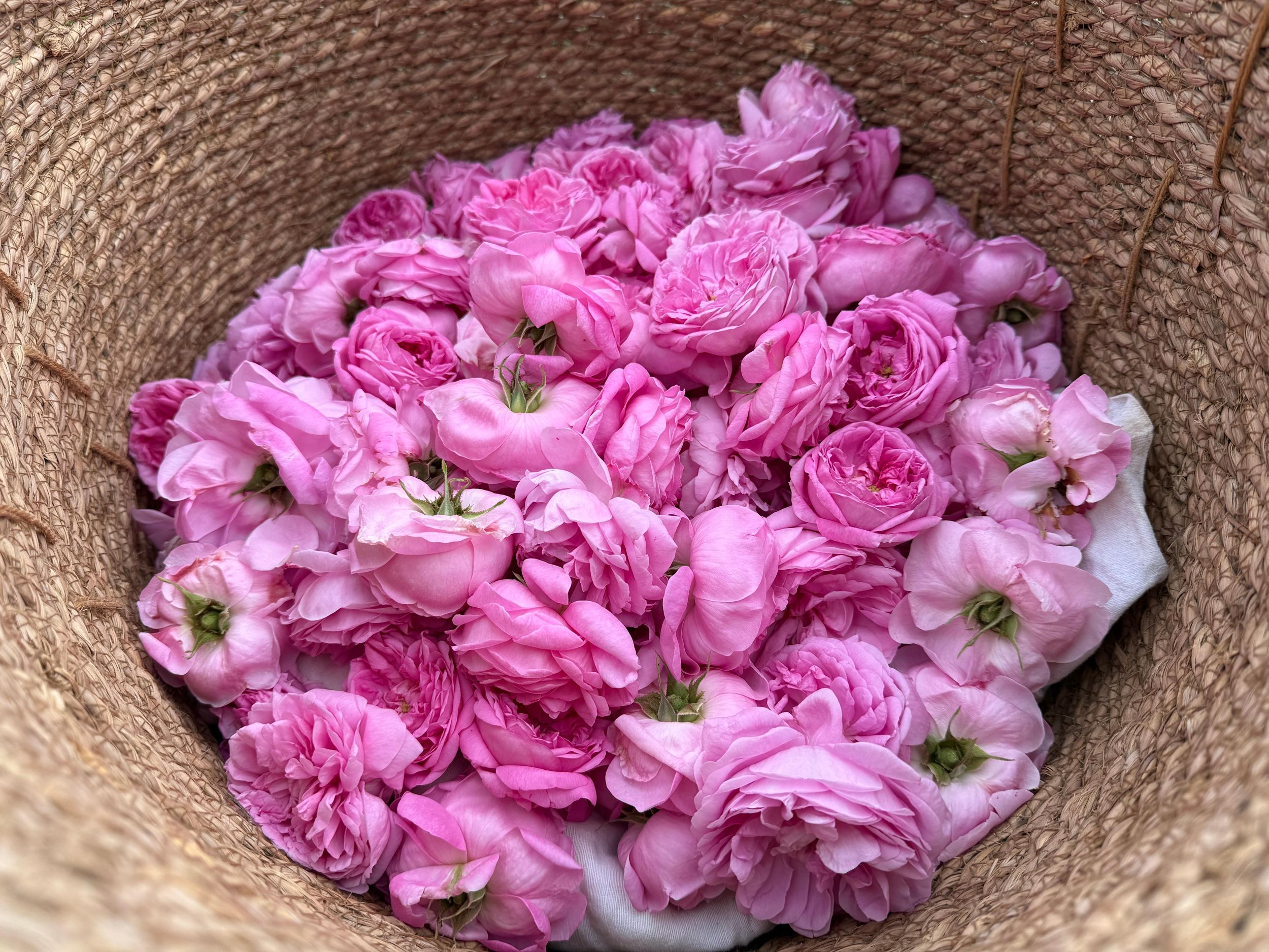 Grasse: Besichtigung von Centifolia-Rosenfeldern und Einführung in die Rosenpflückerei