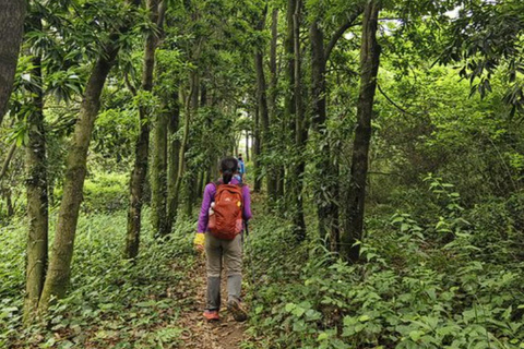 shanghai: Dongming Bamboo & Farm Picking Private Day Trip