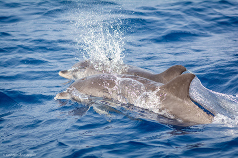 Lanzarote : Observation des baleines et des dauphins à bord d&#039;un catamaran écologique