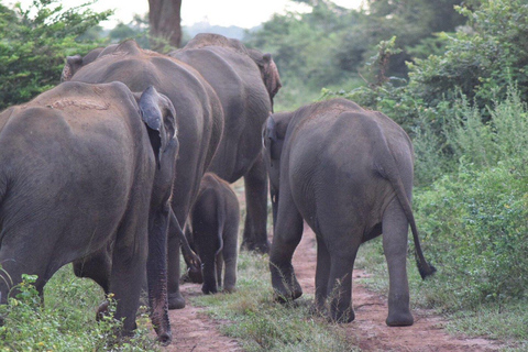 From South Coast: Udawalawe Park Safari with Ella Drop-off
