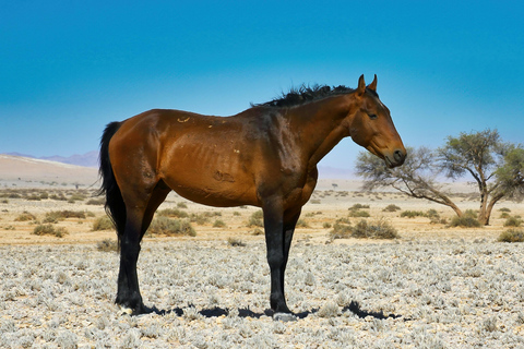 Swakopmund: Namib Desert Horseback Ride