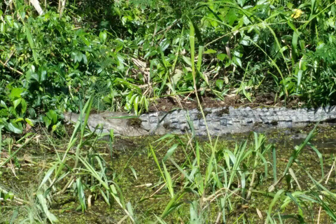 普拉森西亚：猴河游船、丛林徒步和午餐Placencia: Monkey River Boat Ride Tour, Jungle Hike &amp; Lunch