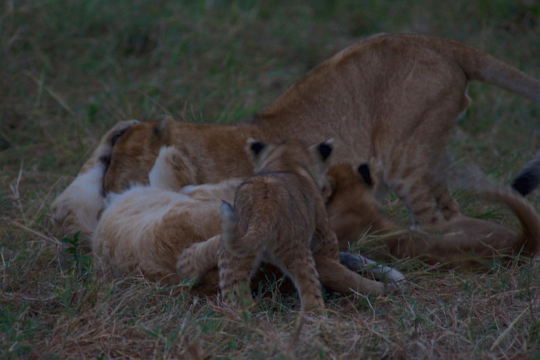 SAFARI DE ACAMPADA ECONÓMICO DE 5 DÍAS