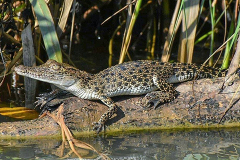 Bentota/Beruwala: Galle Fort, Koggala Lake & Kayaking Tour