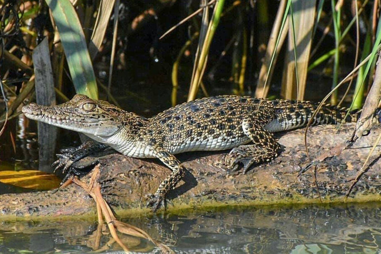 Bentota/Beruwala: Galle Fort, Koggala Lake & Kayaking Tour