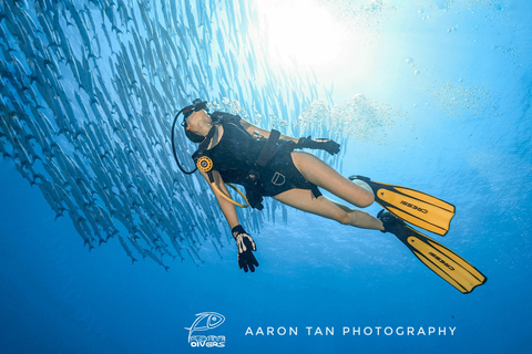 Fisheye Divers : Découvrez la plongée sous-marine