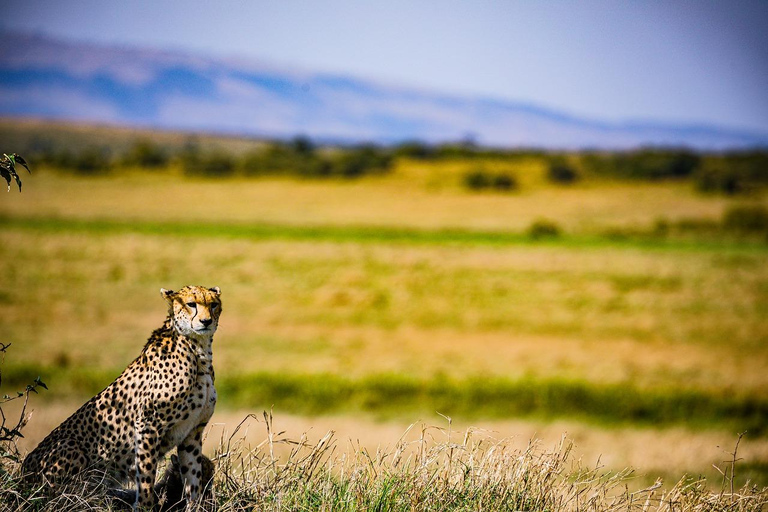 Safari de 4 días en el Parque Nacional de Masaai Mara y Lago Nakuru