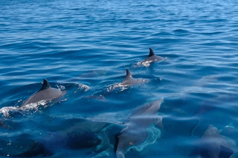 Crucero en catamarán a île aux Cerfs con observación de delfines y almuerzo