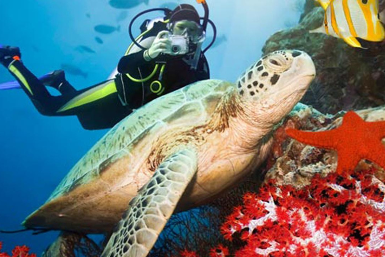 Une expérience étonnante : Plongée en apnée avec les tortues à Mirissa