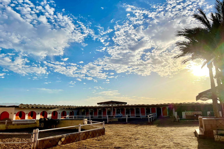 Hurghada: Camel Ride, Blue Lagoon, BBQ, and Stargazing Hurghada: Camel Ride, Blue Lagoon, BBQ, and Stargazing