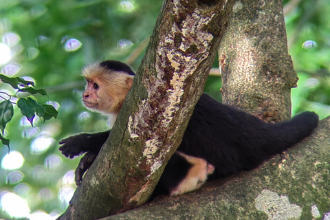 مانويل أنطونيو: جولة بالقارب بين أشجار المانغروف لمشاهدة الحيوانات