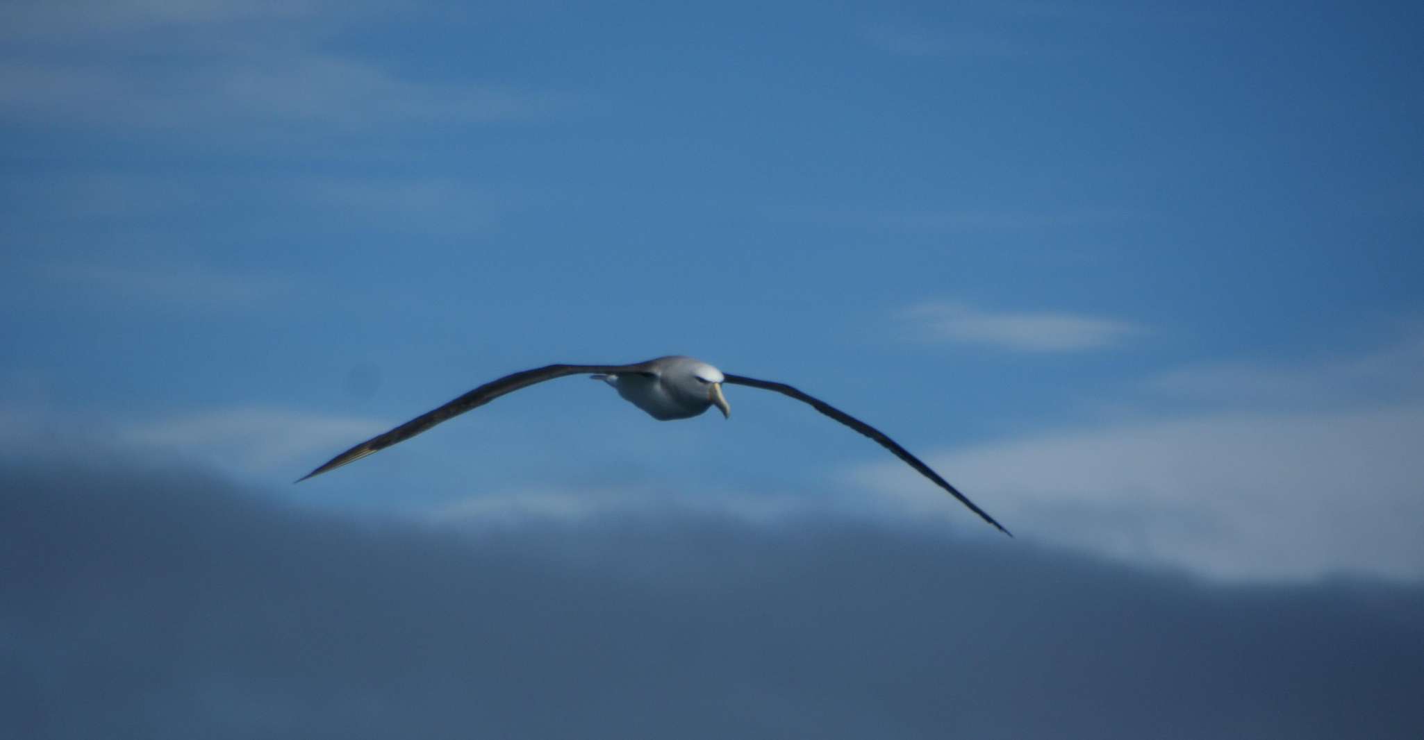 Akaroa, Wildlife Sailing Cruise with Dolphins and Penguins - Housity