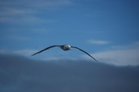 アカロア、イルカとペンギンとの野生生物セーリングクルーズ - Housity