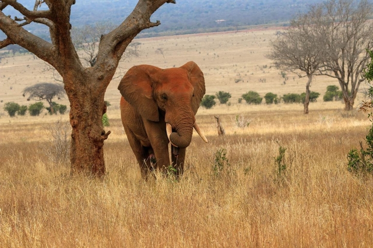 5-dniowe safari do Tsavo East, West i Amboseli z MombasySafari z Landcruiserem 4x4
