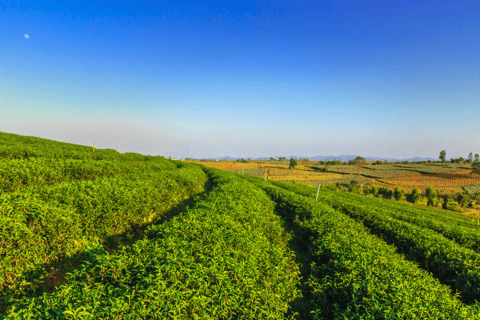 Chiang Mai: Day Trip to Chiang Rai Temples & Golden Triangle