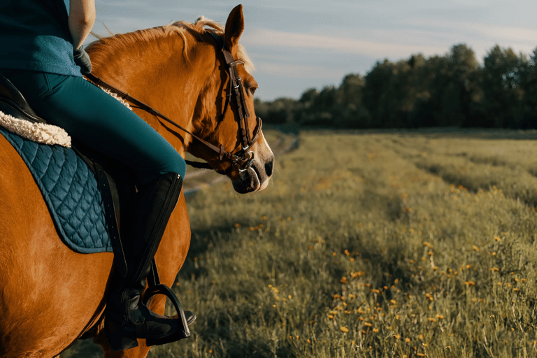 Rovaniemi : Randonnée à cheval dans la nature arctiqueRandonnée à cheval dans la nature arctique - petit groupe