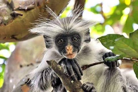 Zanzibar: Jozani & Salaam Monkeys, Mangroves & Secret Beach