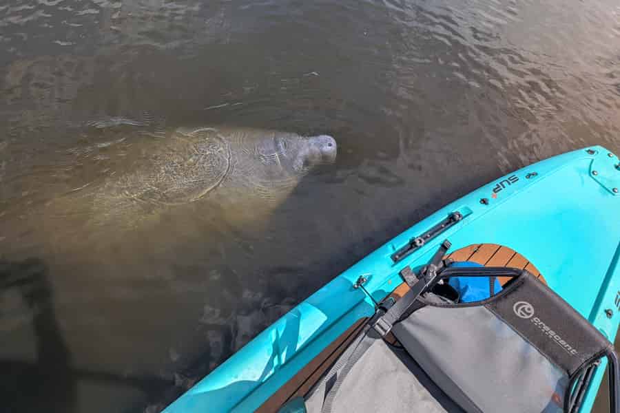 Manatee Cove: Kajak mit Seekühen und Delfinen. Foto: GetYourGuide
