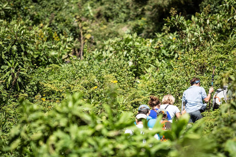 4 Day Primates Trekking in Rwanda