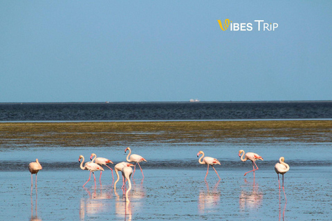 Djerba (EN DAGS TUR FÖR ATT UPPTÄCKA DJERBA-ÖN)