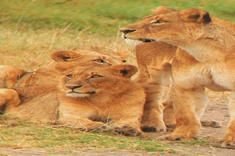 Tour di un giorno del Parco Nazionale di Nairobi e del Centro delle Giraffe