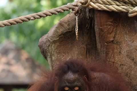 Bali Zoo: Breakfast with Observe Orangutans & Elephant Care Elephant Care & Guided Breakfast with Orangutan (Transfers)