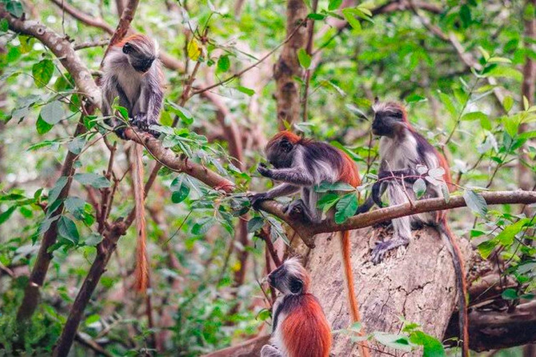 Zanzibar: las Jozani i jaskinia Salaam z odbiorem z hoteluWYCIECZKA PRYWATNA: z odbiorem z hotelu ze WSZYSTKICH HOTELI na Zanzibarze