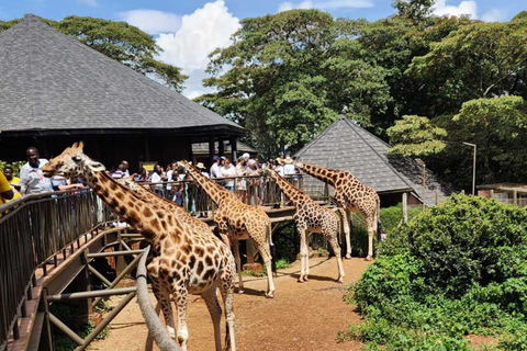 Nairobi: Giraffe Centre Visit and Giraffe Feeding Experience Nairobi: Interactive Giraffe Feeding & Wildlife Education