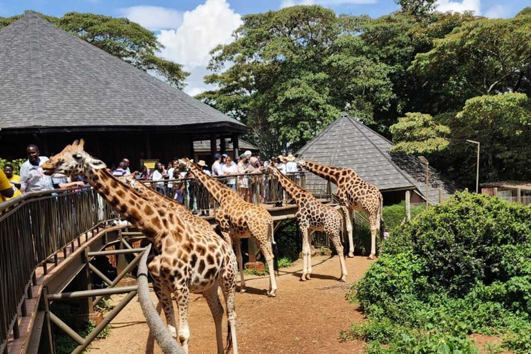 Nairobi: Giraffe Centre Visit and Giraffe Feeding Experience Nairobi: Interactive Giraffe Feeding & Wildlife Education