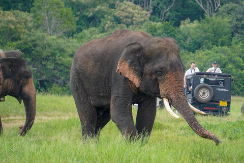 Minneriya Safari: Morning Birds or Afternoon Herds