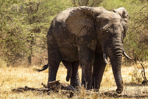 Zanzibar: tour di 2 giorni e 1 notte al Parco Nazionale di Mikumi in barca