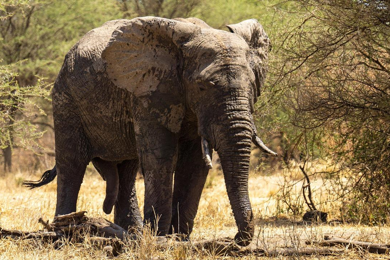 Zanzibar: tour di 2 giorni e 1 notte al Parco Nazionale di Mikumi in barca